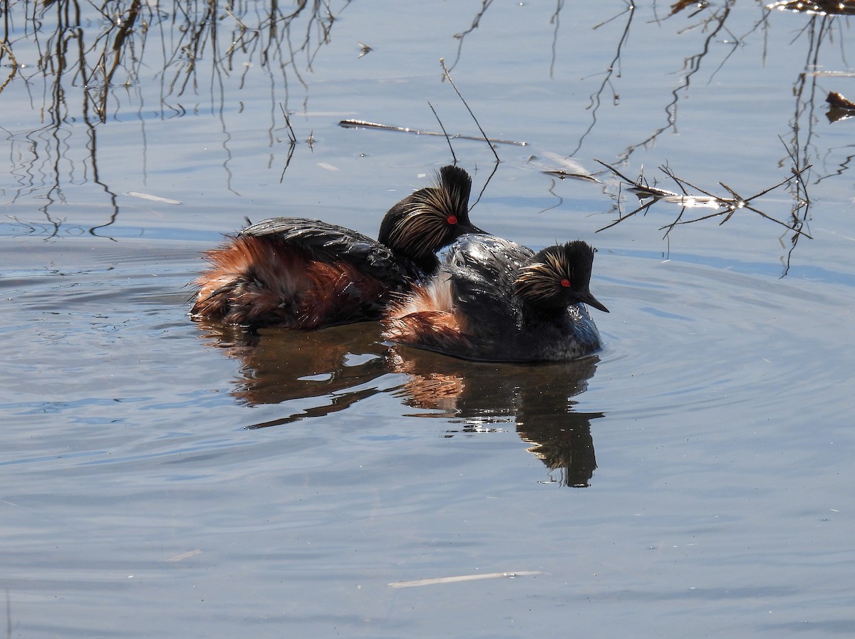 Eared Grebe - Sara Gravatt-Wimsatt