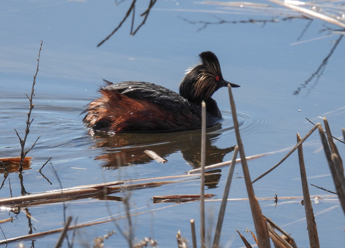 Eared Grebe - Sara Gravatt-Wimsatt