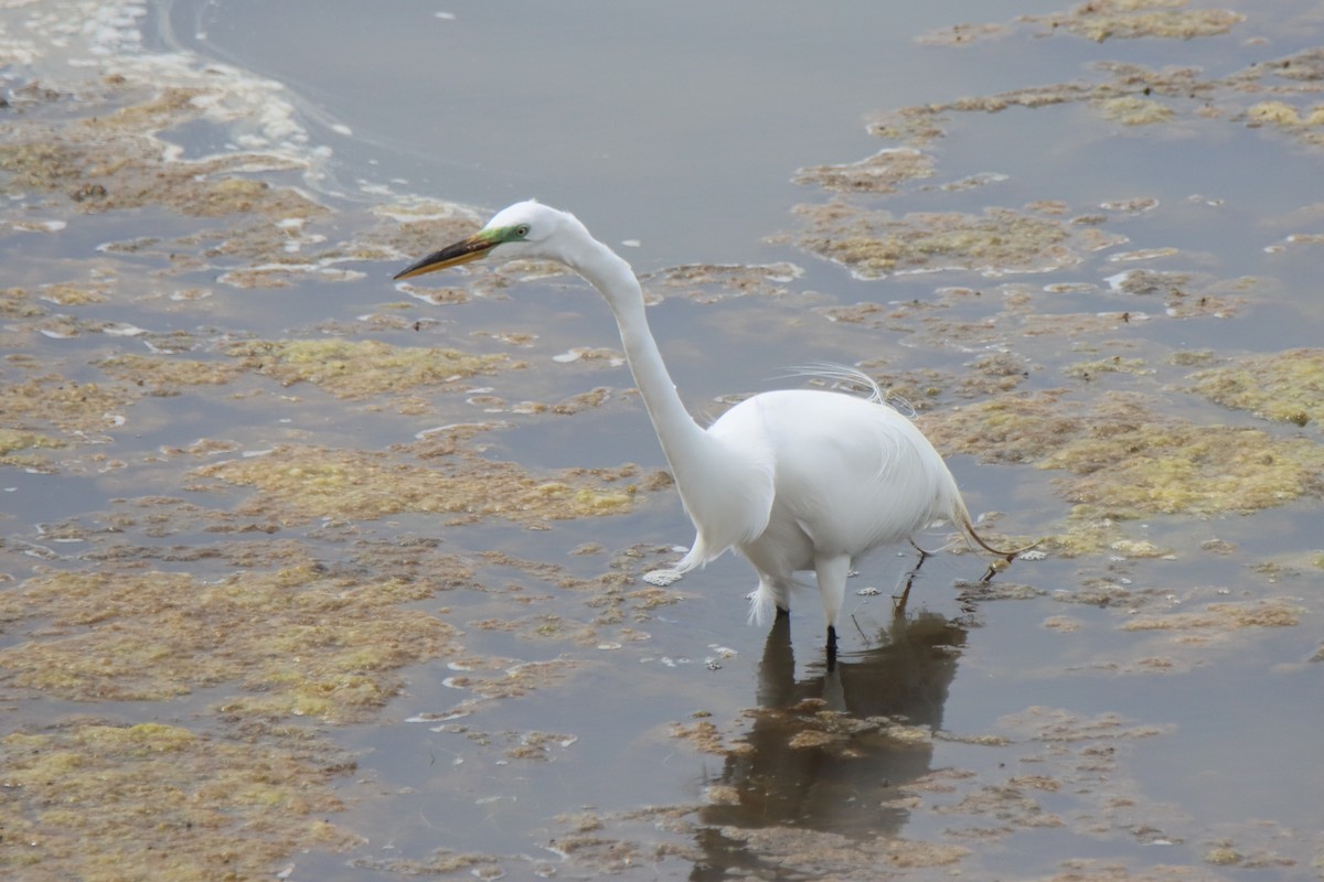 Great Egret - Vicky Atkinson