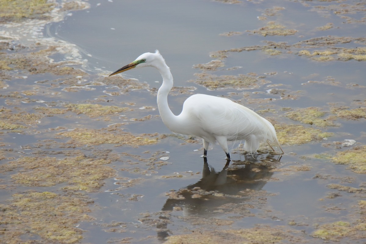 Great Egret - Vicky Atkinson