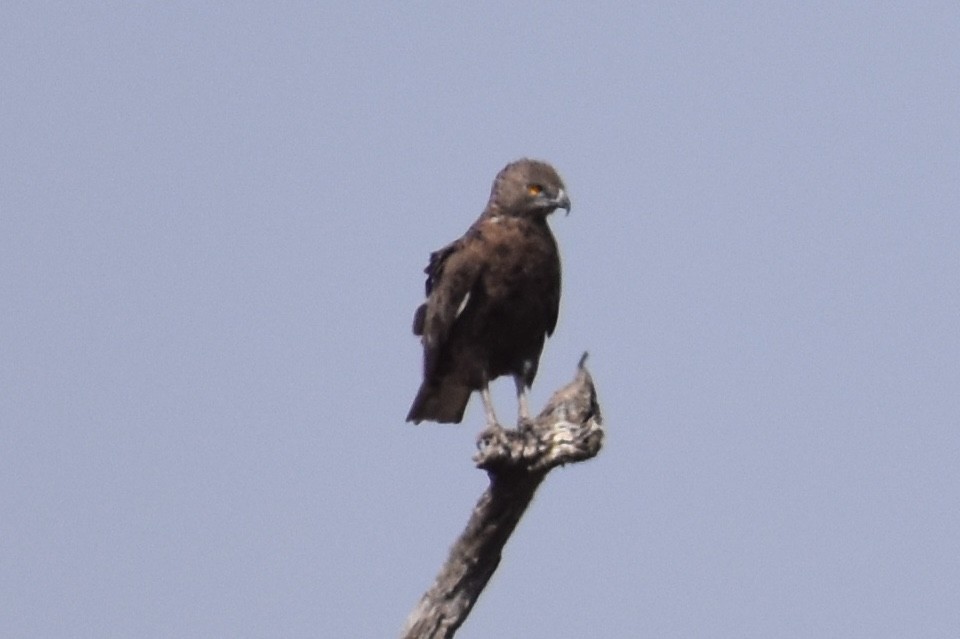 Brown Snake-Eagle - ML619646353