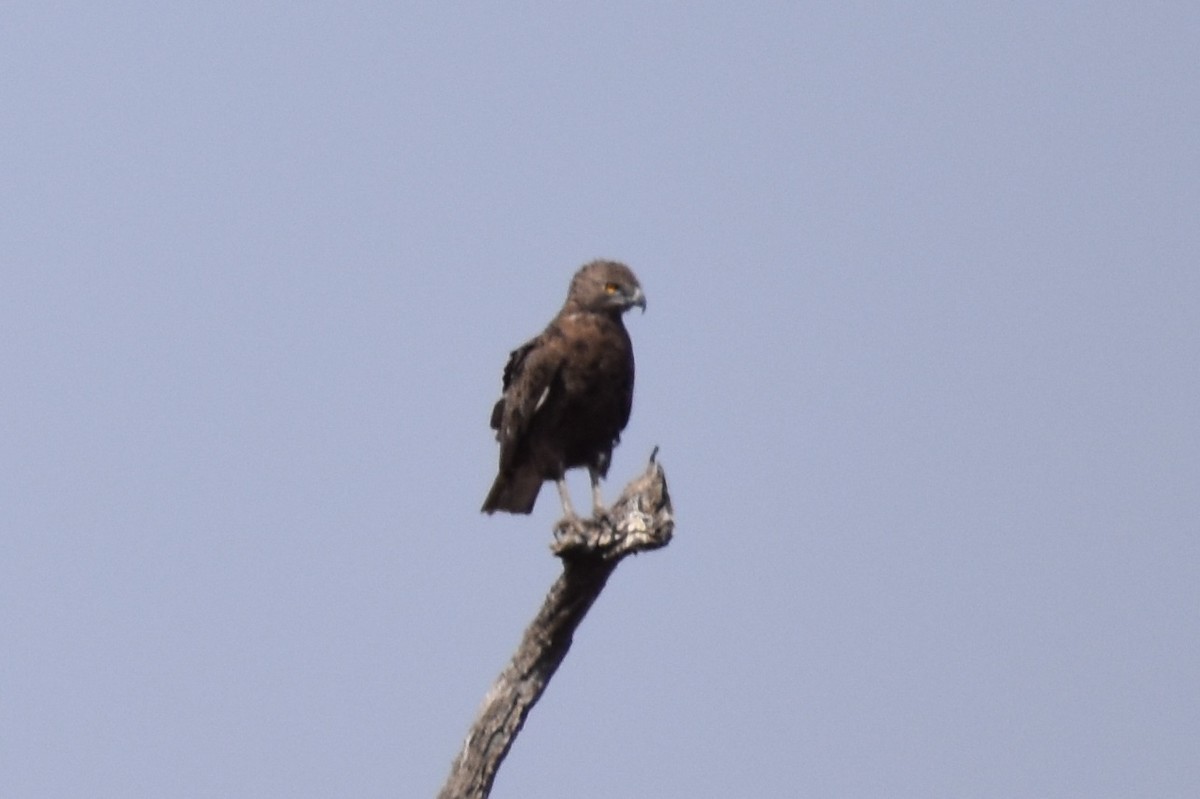 Brown Snake-Eagle - ML619646354