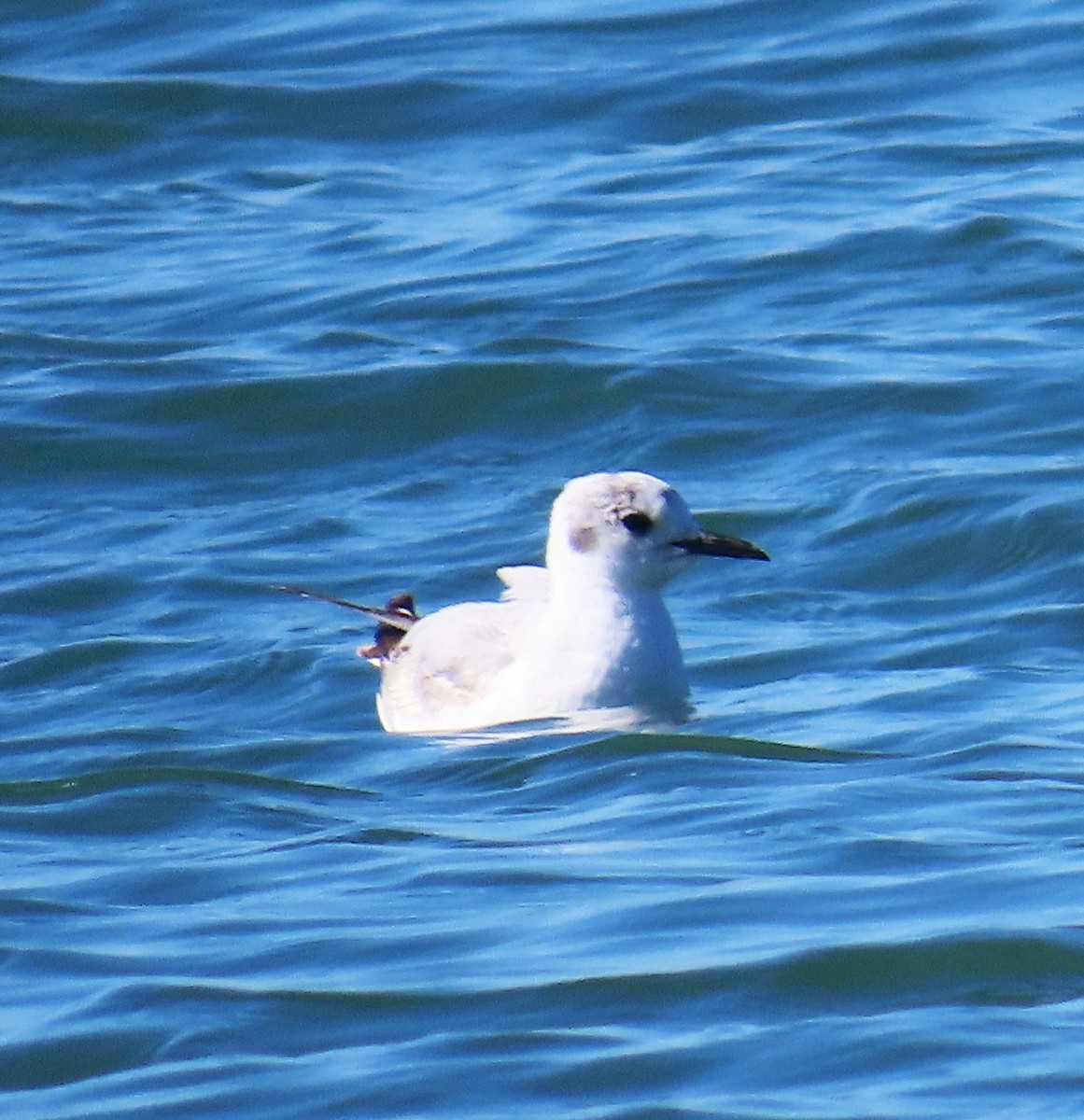 Bonaparte's Gull - ML619646355