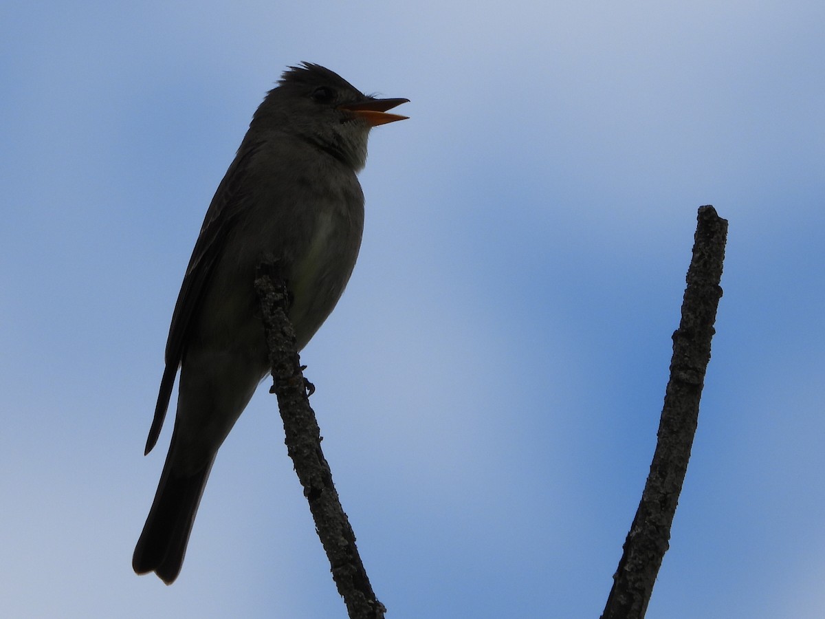 Western Wood-Pewee - Tammy Bradford