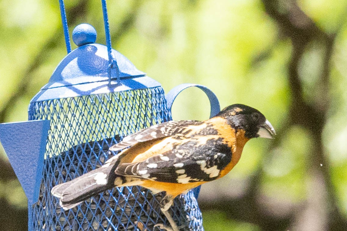 Black-headed Grosbeak - Allan Spradling