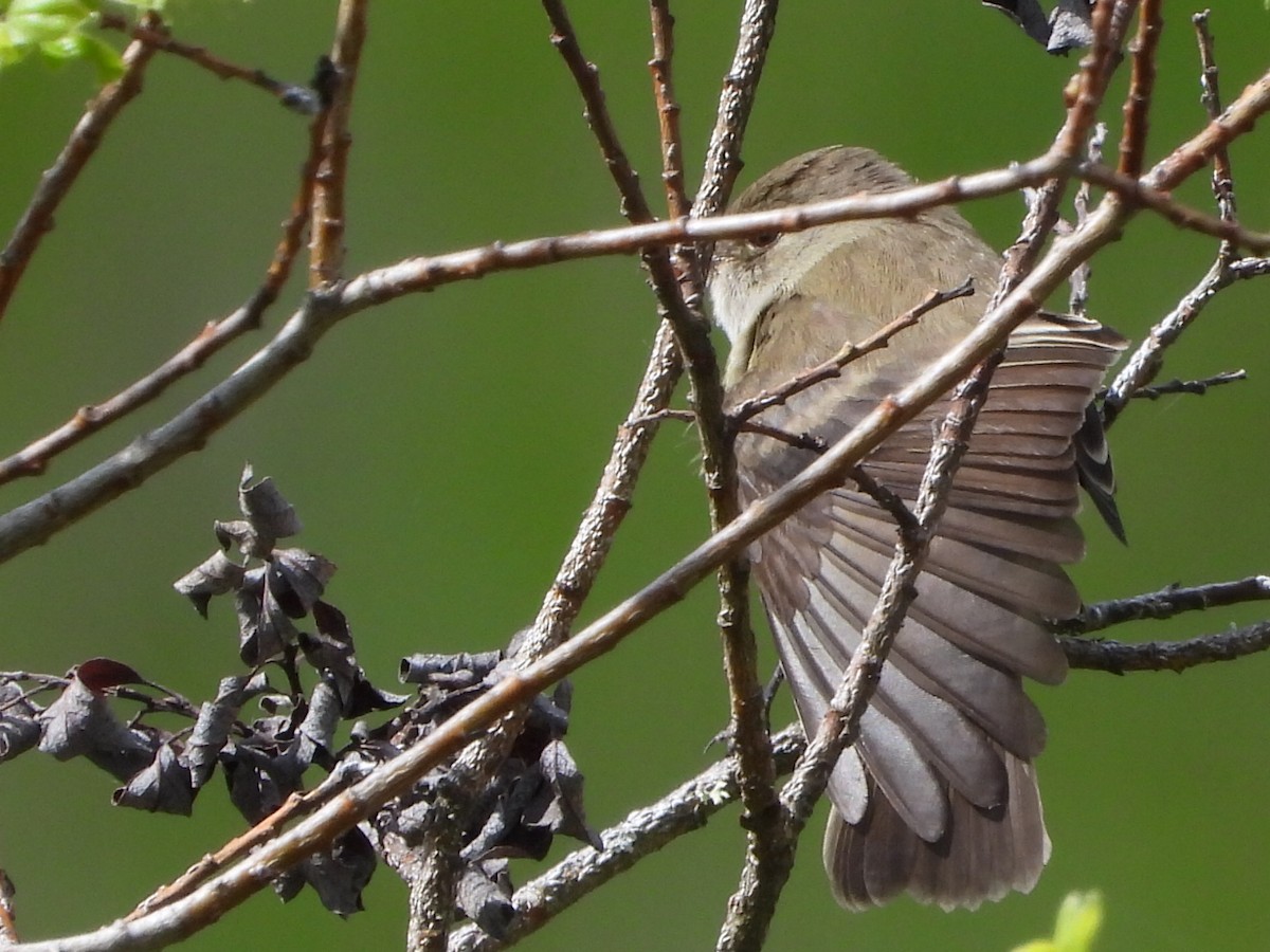 Willow Flycatcher - Tammy Bradford