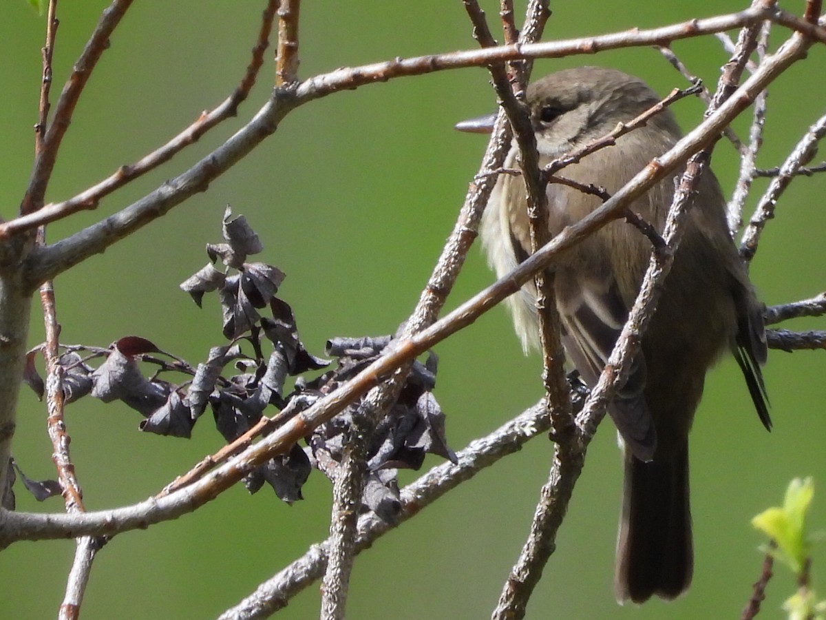 Willow Flycatcher - Tammy Bradford