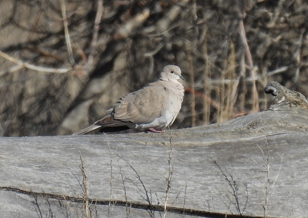 Eurasian Collared-Dove - Sara Gravatt-Wimsatt