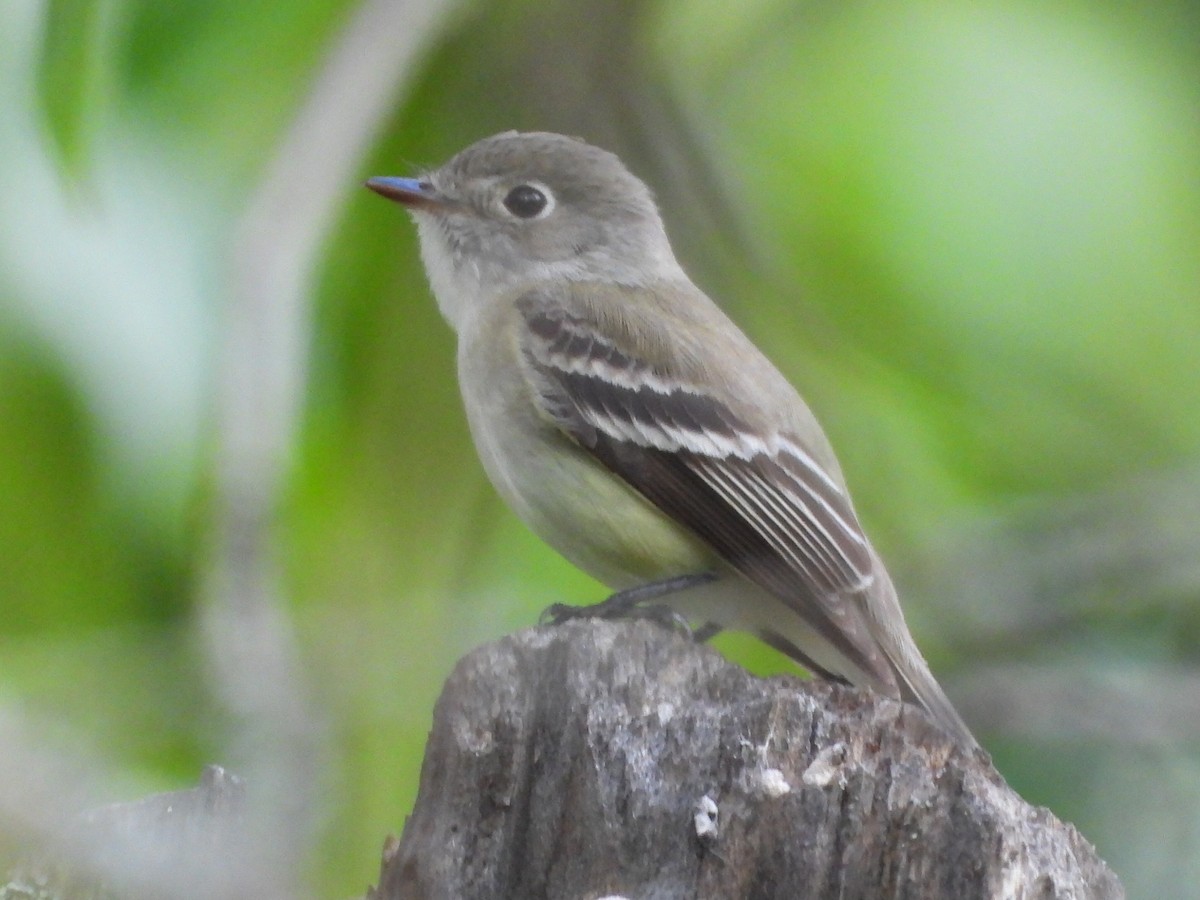 Least Flycatcher - Tammy Bradford