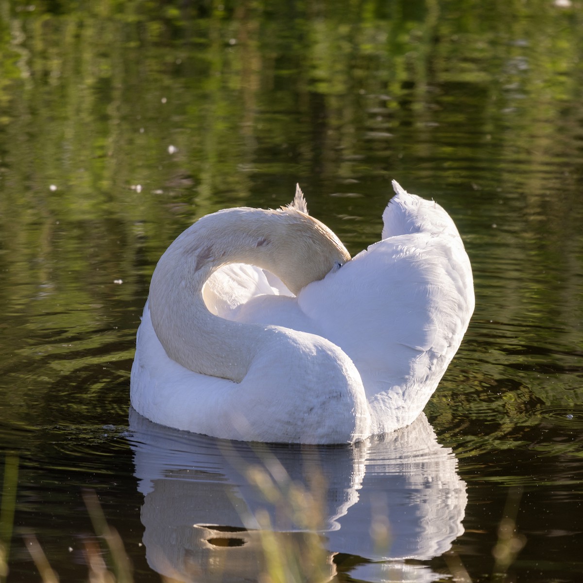 Mute Swan - ML619646379