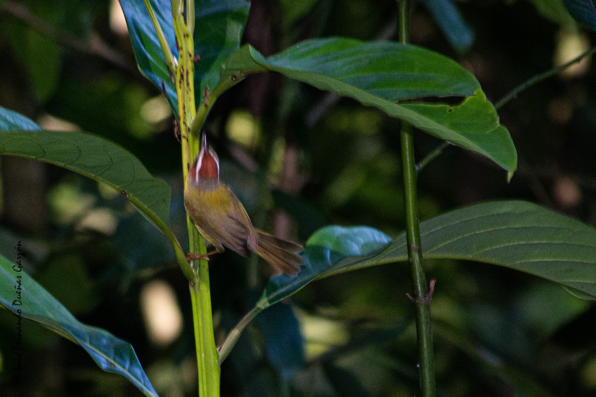 Chestnut-capped Warbler - Luis Fernando DG