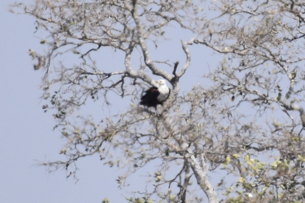 African Fish-Eagle - Nathan O'Reilly