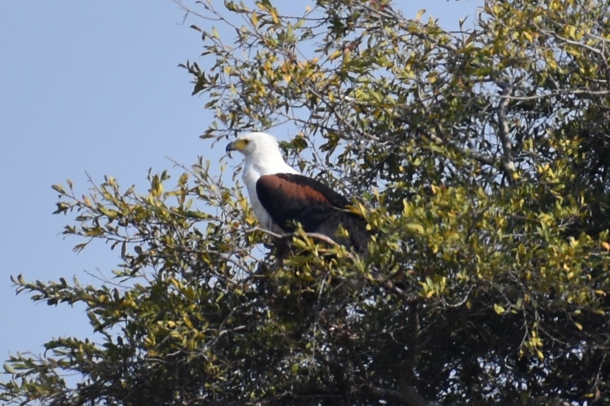 African Fish-Eagle - Nathan O'Reilly