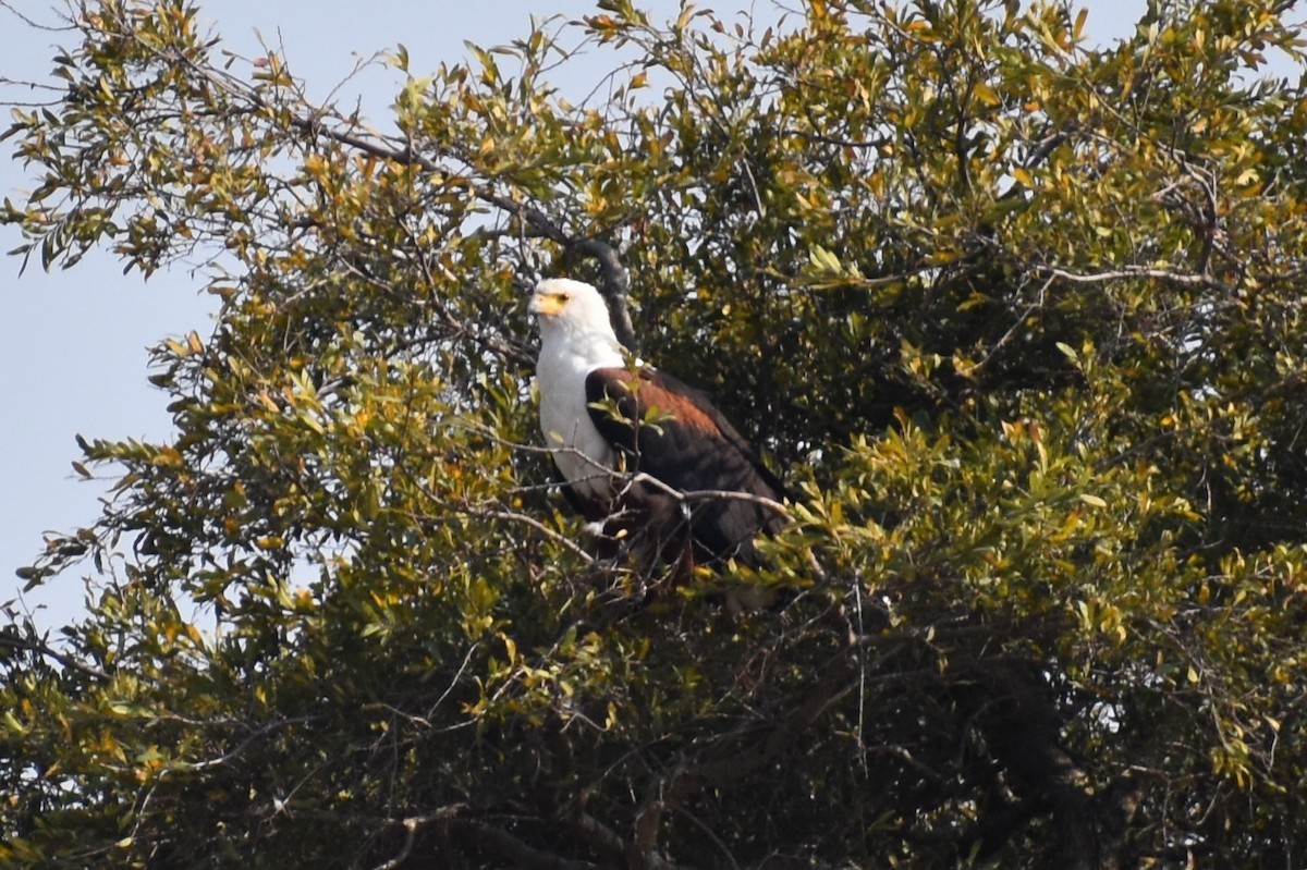 African Fish-Eagle - Nathan O'Reilly