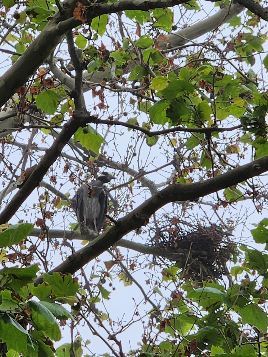 Yellow-crowned Night Heron - MaryAnn Group