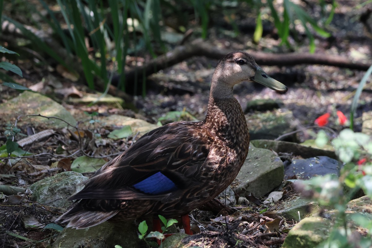 Mottled Duck - Kayleigh Andrus