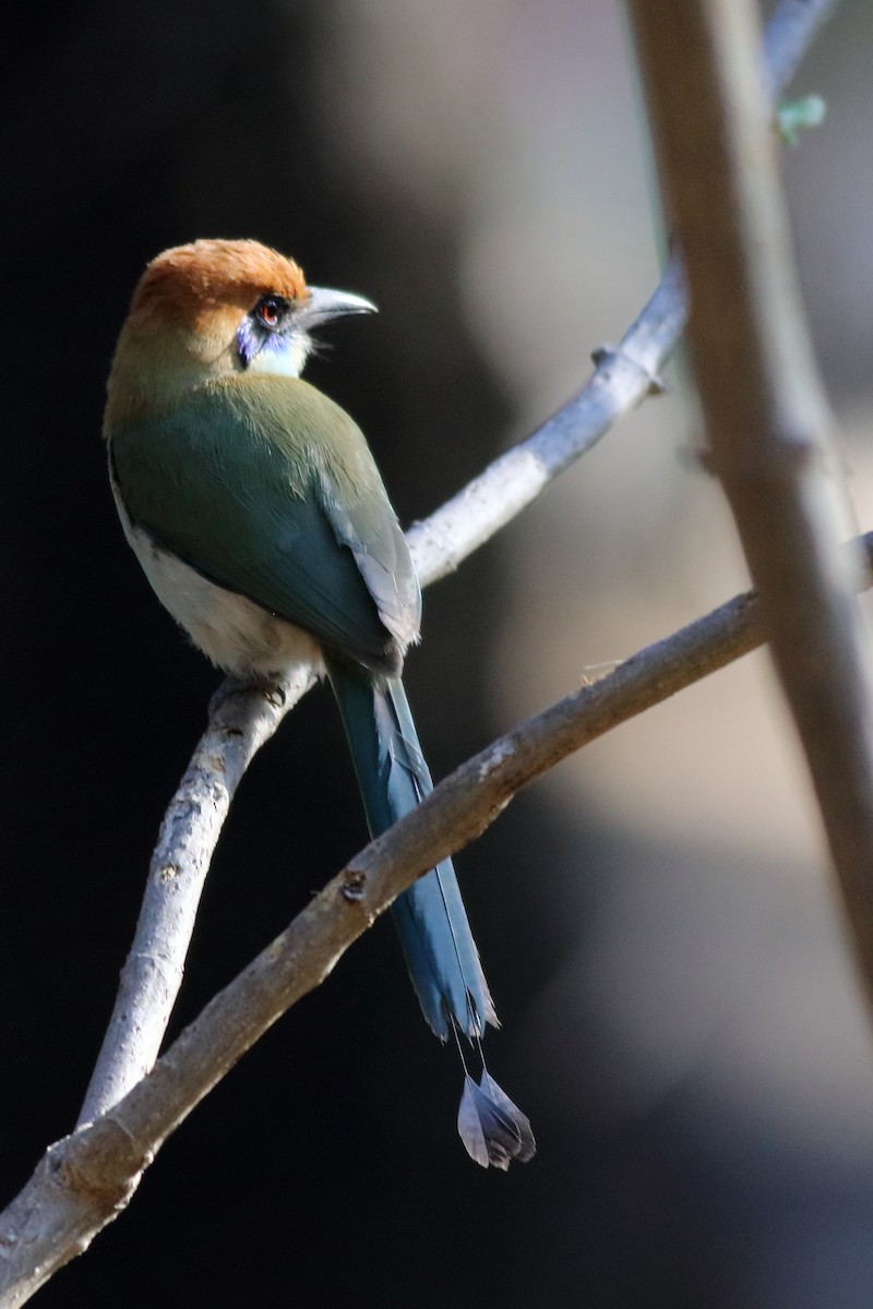 Russet-crowned Motmot - ML619646422