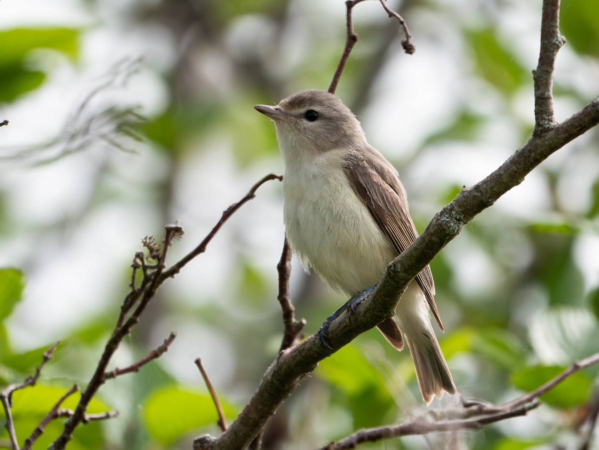 Warbling Vireo - Natalie Barkhouse-Bishop