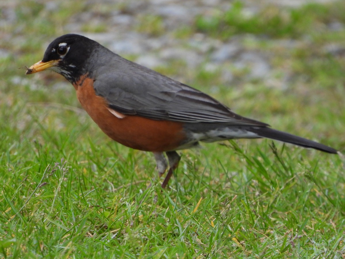 American Robin - Tammy Bradford