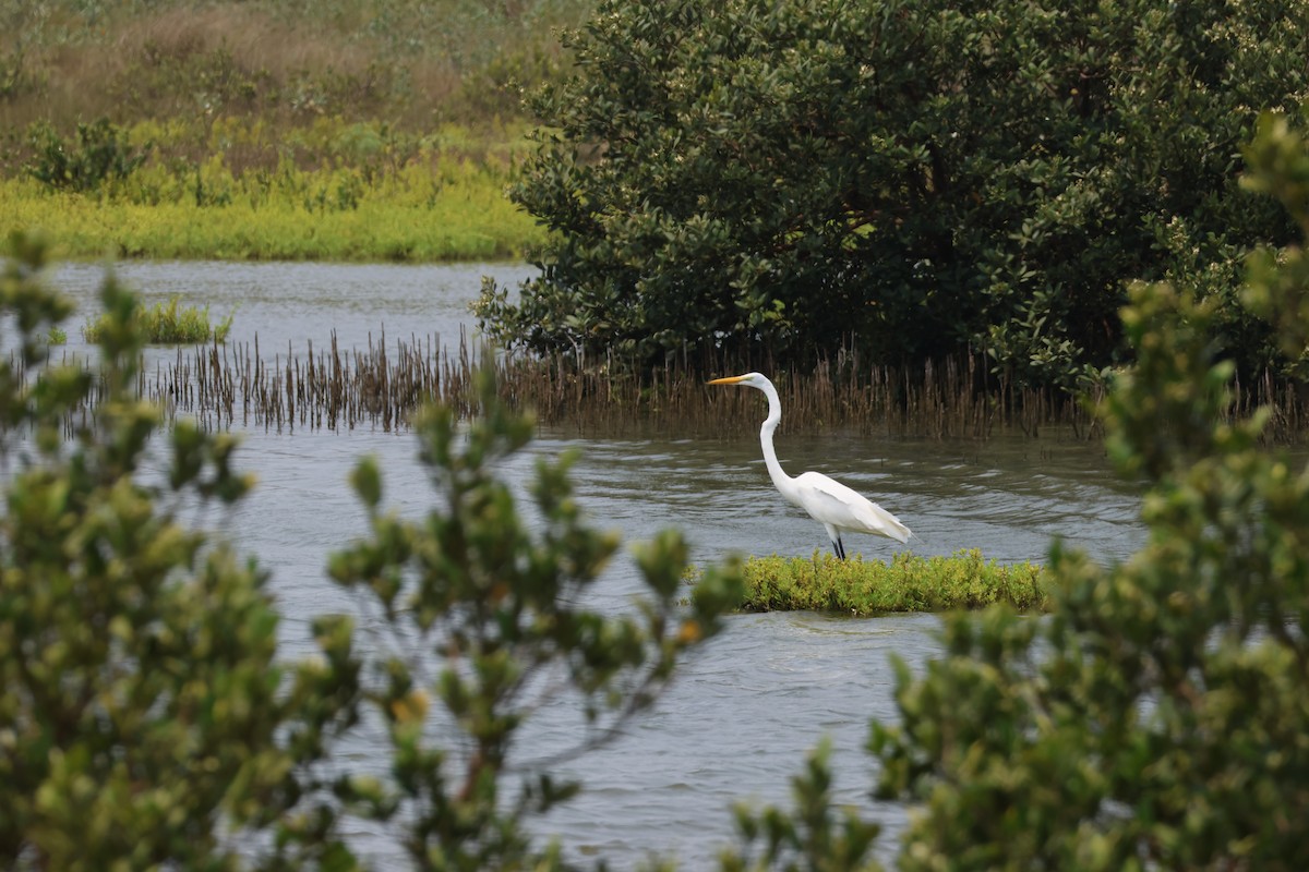 Great Egret - Kayleigh Andrus