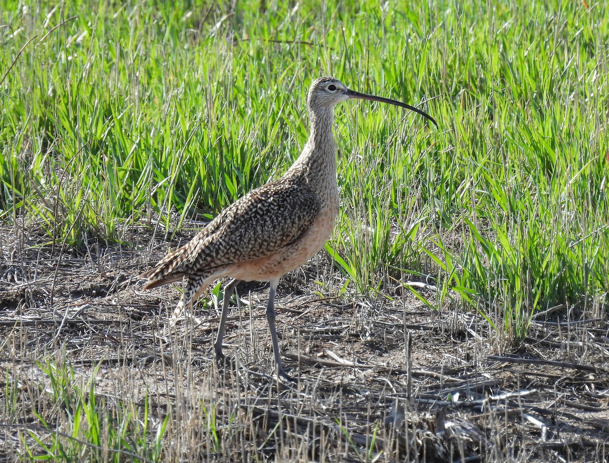 Long-billed Curlew - Sara Gravatt-Wimsatt