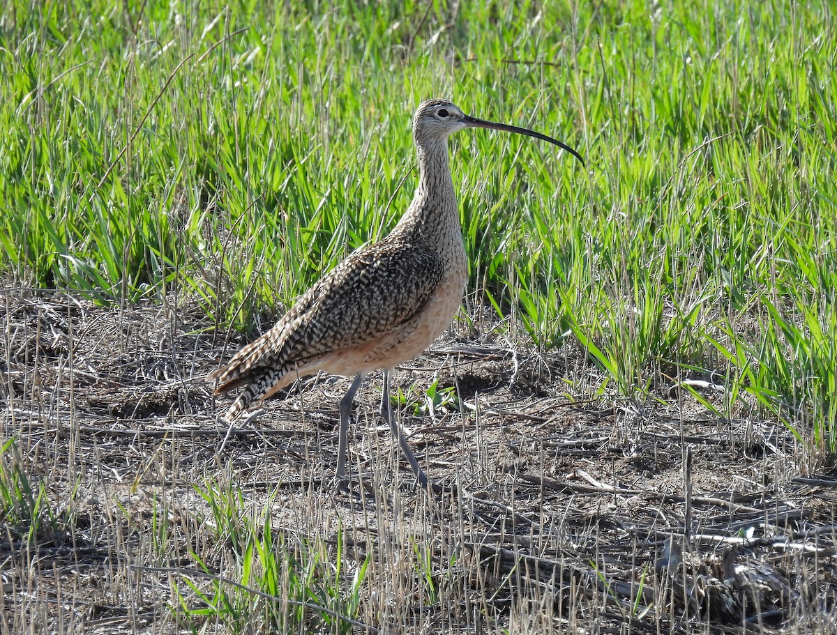 Long-billed Curlew - Sara Gravatt-Wimsatt