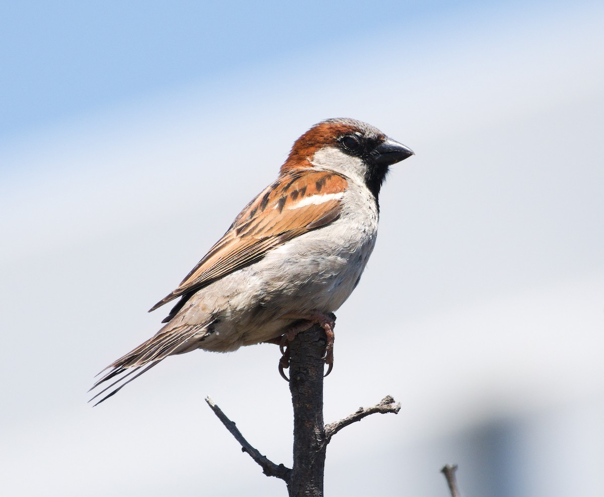 House Sparrow - Jaedon Tembrevilla