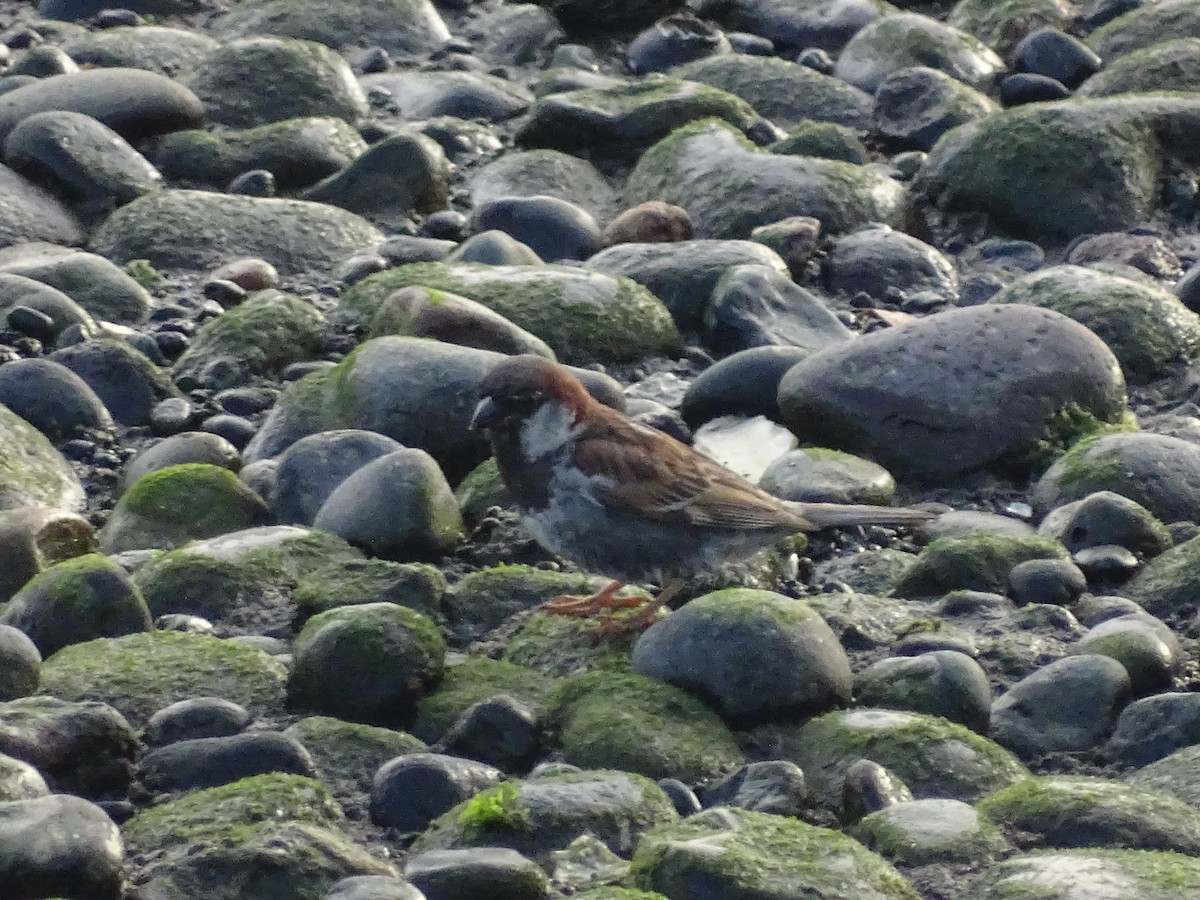 House Sparrow - José Ignacio Catalán Ruiz