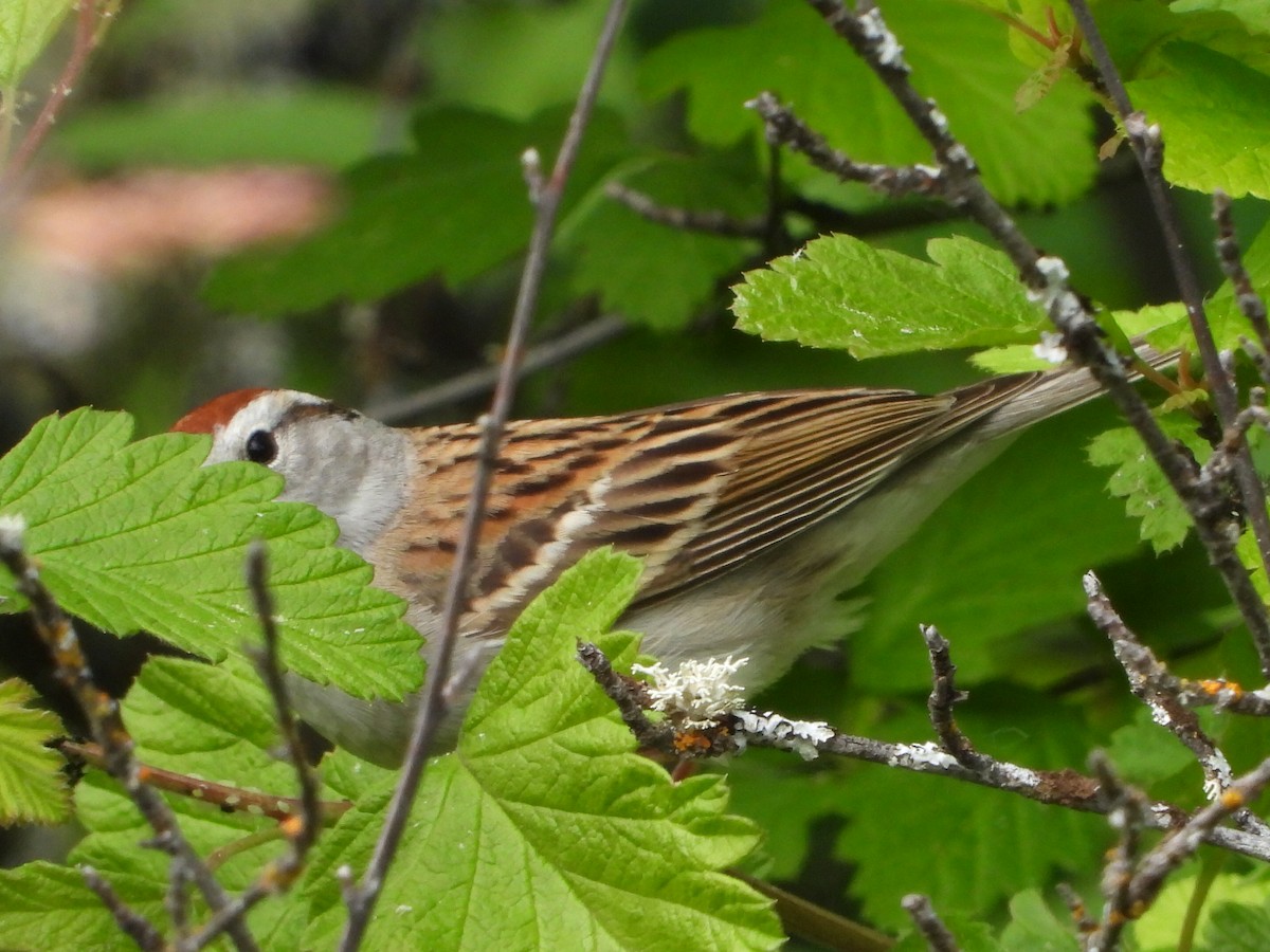 Chipping Sparrow - Tammy Bradford