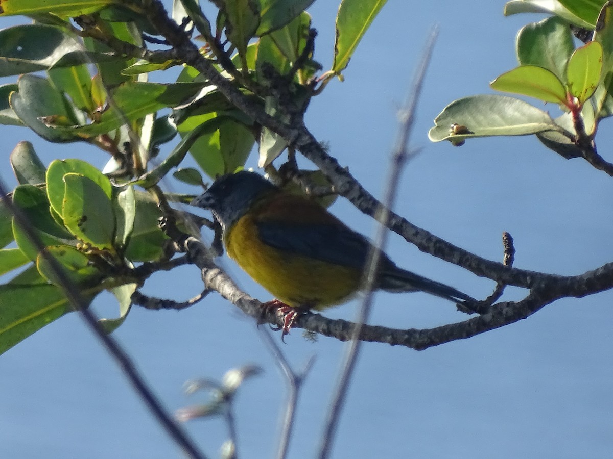 Patagonian Sierra Finch - ML619646477