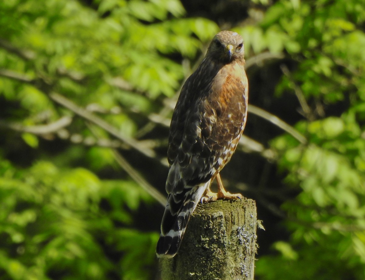 Red-shouldered Hawk - Bart Valentine