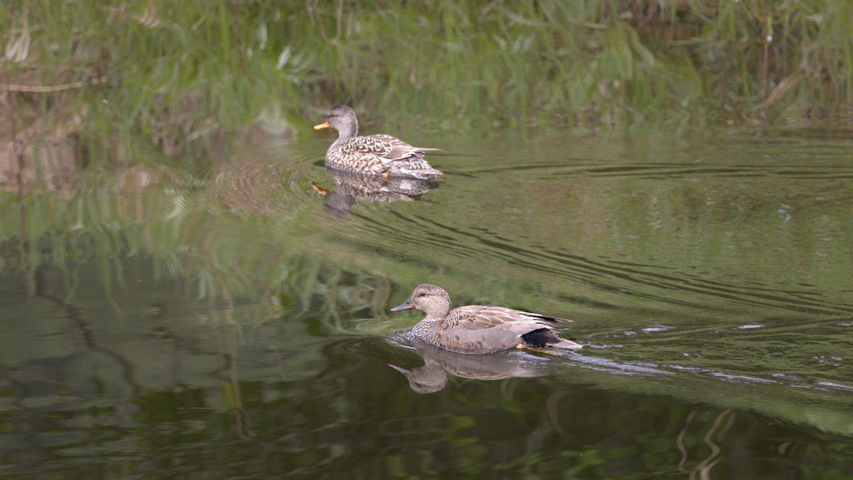 Gadwall - ML619646498