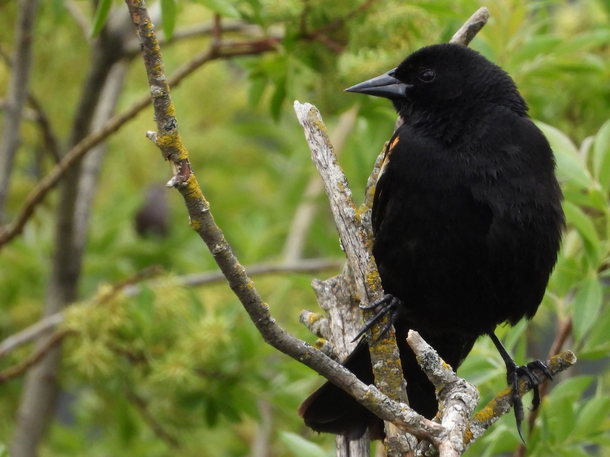 Red-winged Blackbird - Tammy Bradford