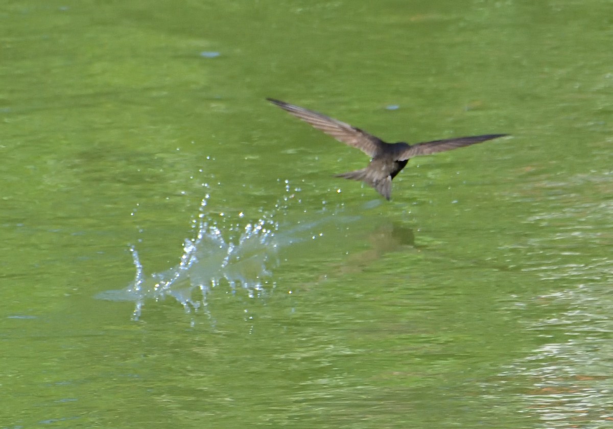 Common Swift - Mu Sano