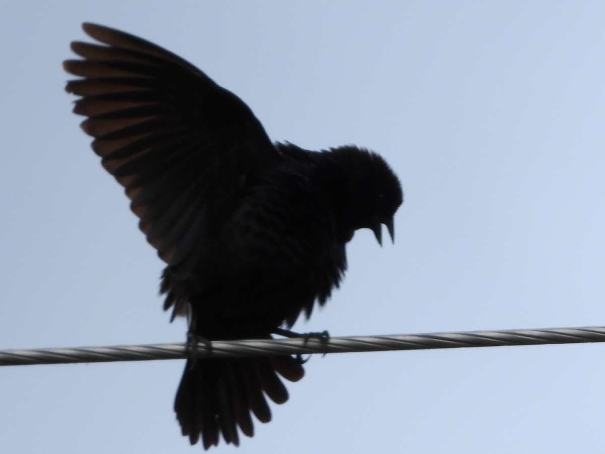 Brown-headed Cowbird - Tammy Bradford