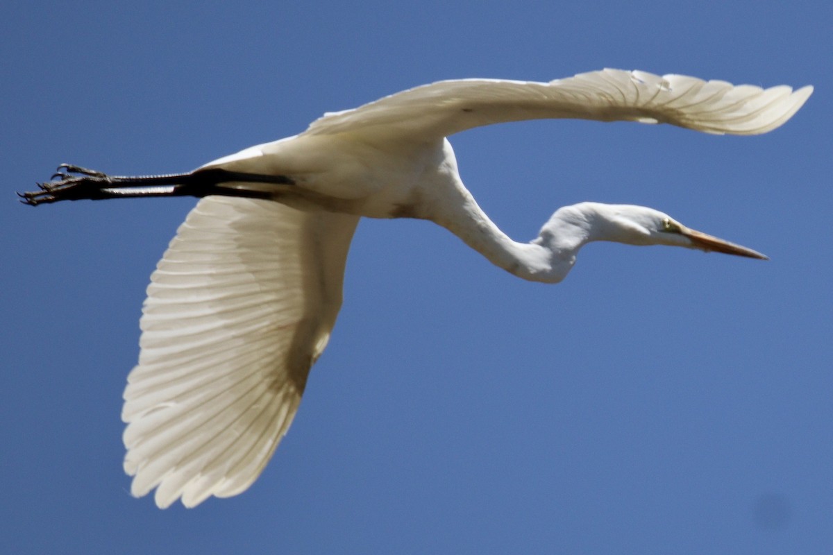 Great Egret - Brendon Westerhold