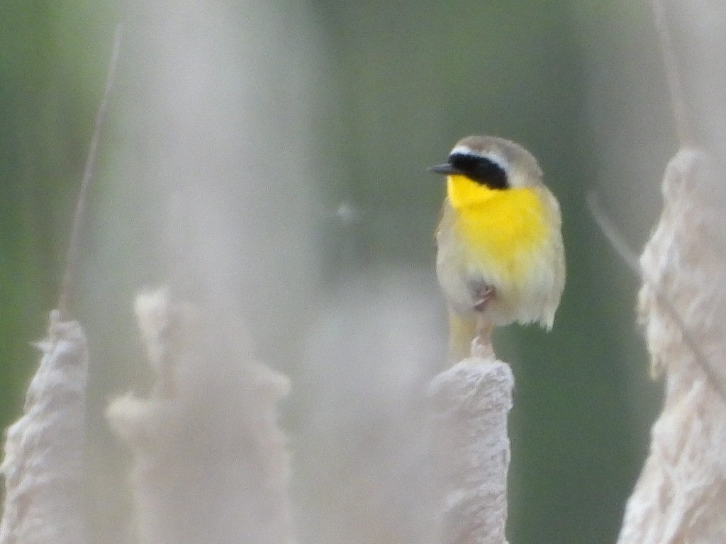 Common Yellowthroat - Tammy Bradford