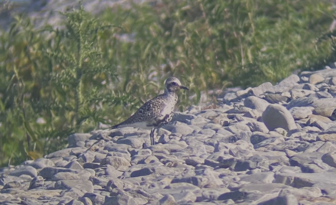 Black-bellied Plover - Chris Ellingwood