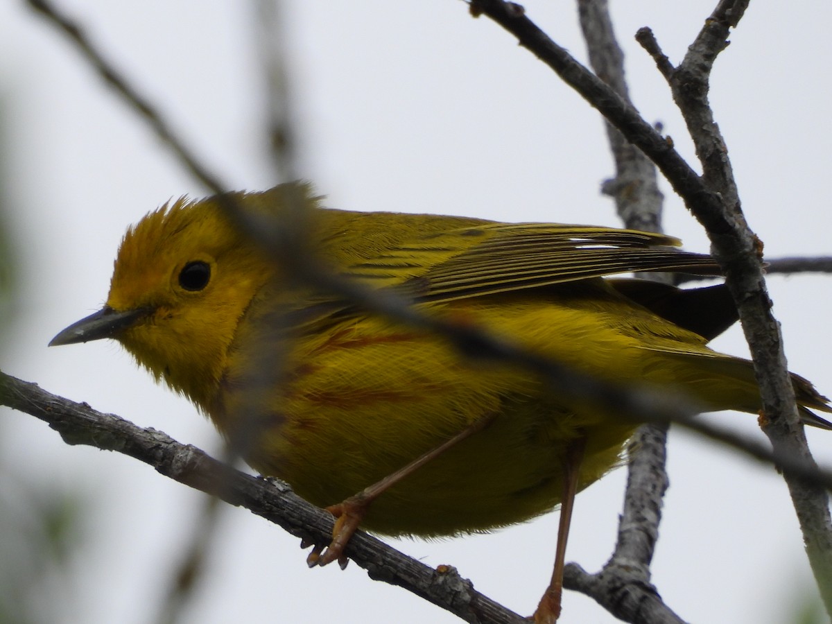 Yellow Warbler - Tammy Bradford