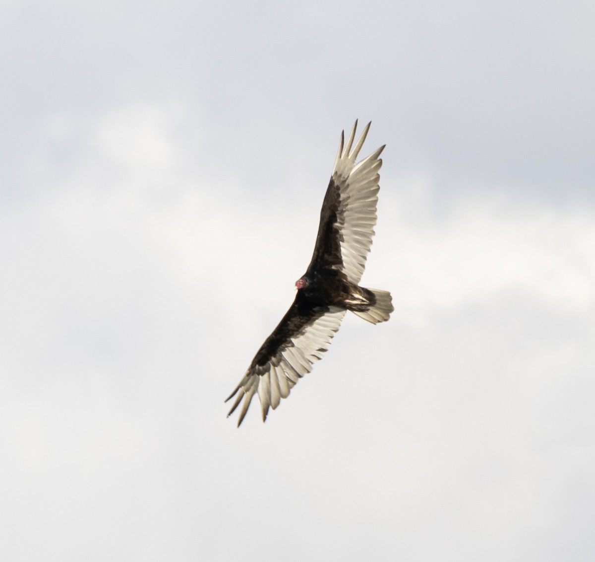 Turkey Vulture - Jonathan Varner
