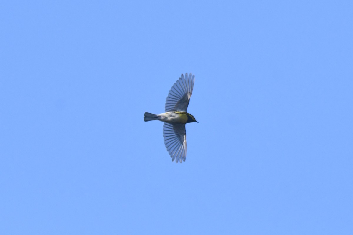 Townsend's Warbler - ML619646533