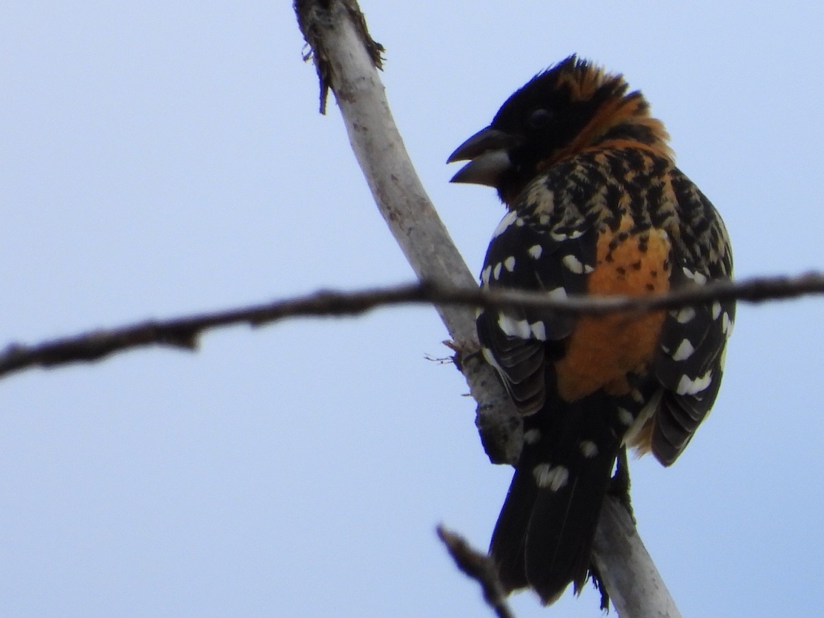 Black-headed Grosbeak - Tammy Bradford