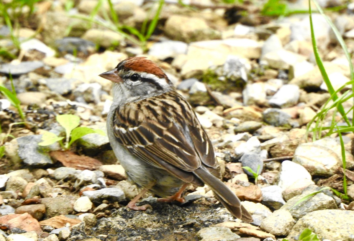 Chipping Sparrow - Bart Valentine