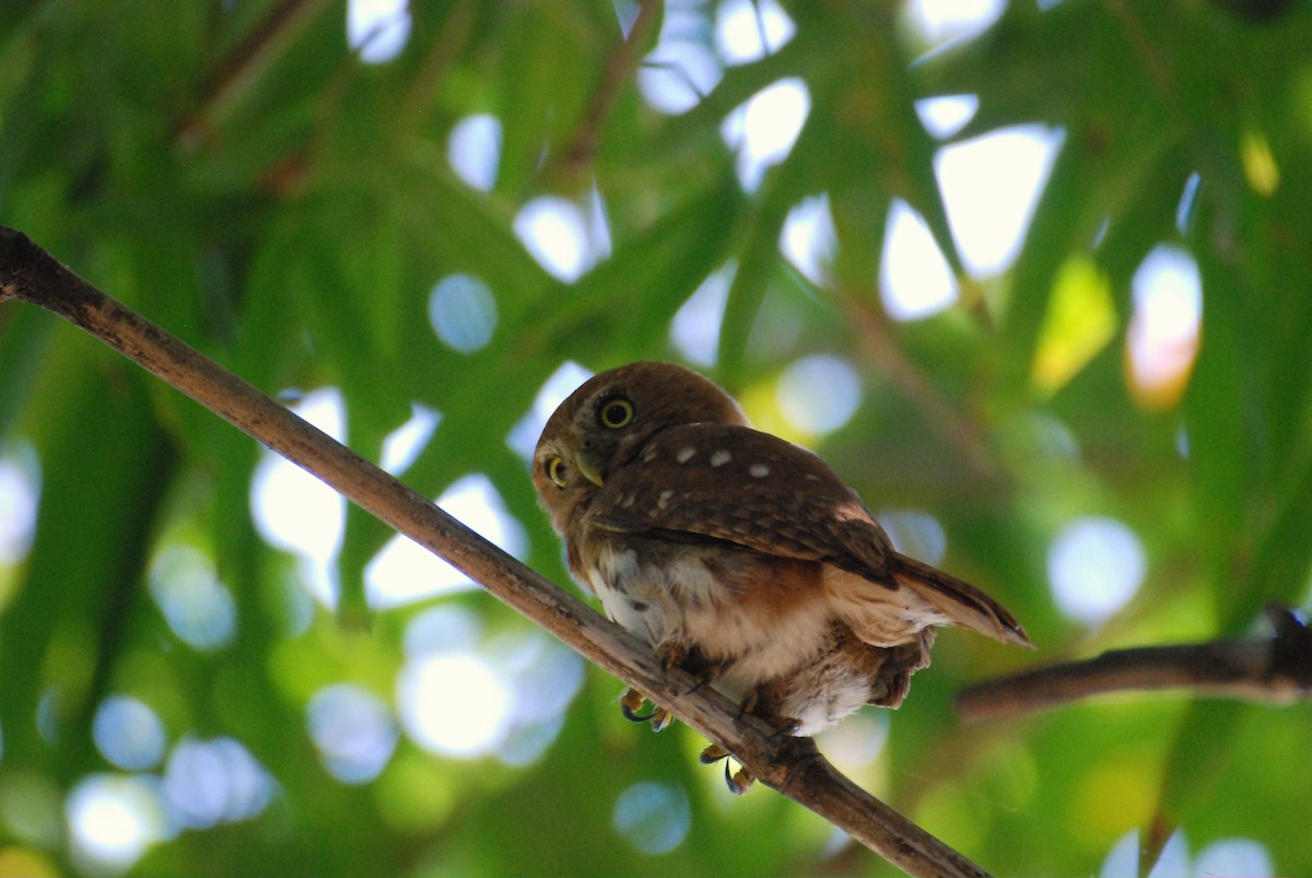 Ferruginous Pygmy-Owl - Aynore Soares Caldas