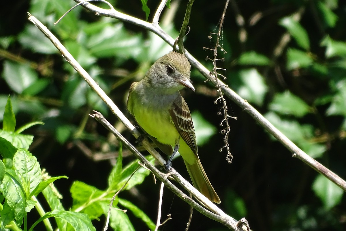Great Crested Flycatcher - ML619646556