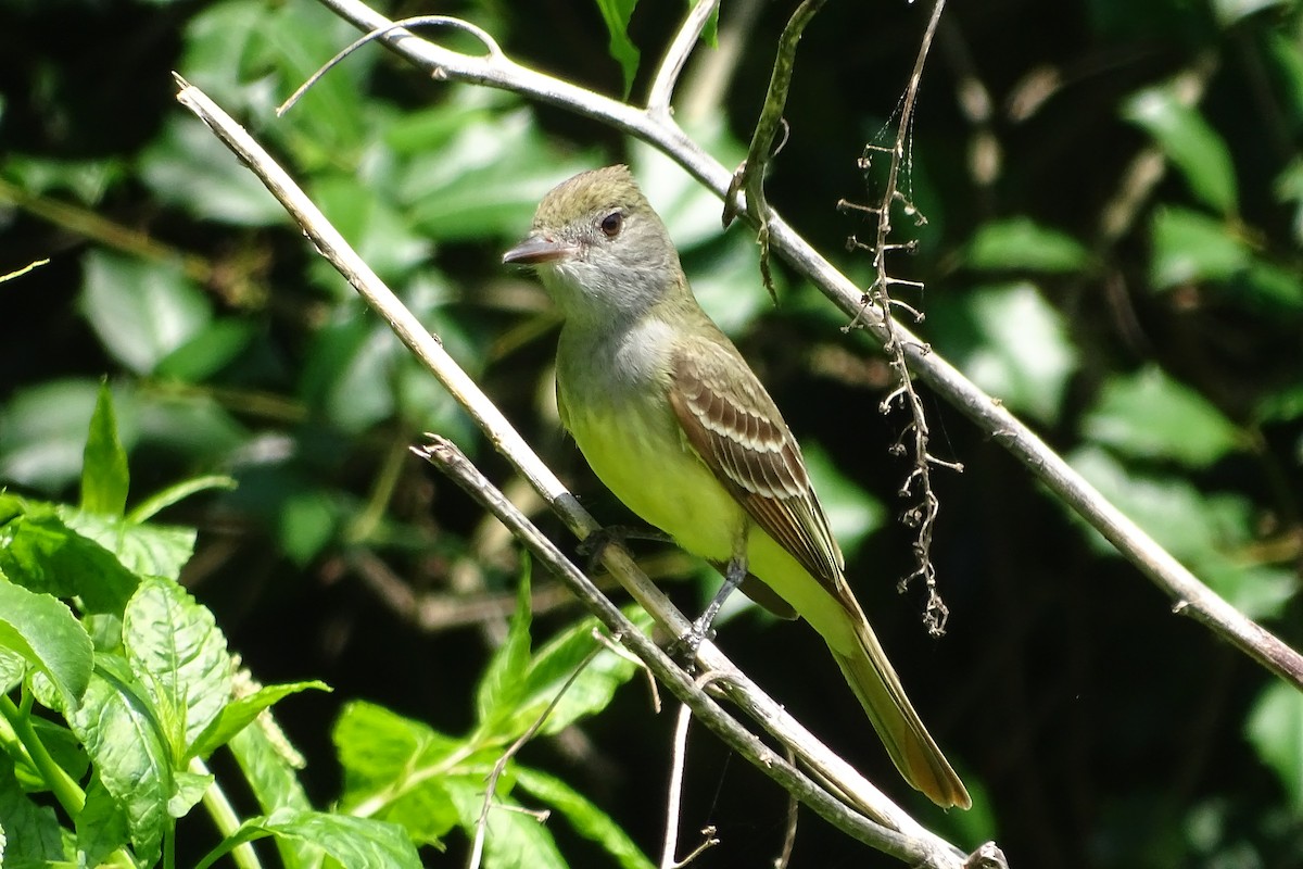 Great Crested Flycatcher - ML619646557