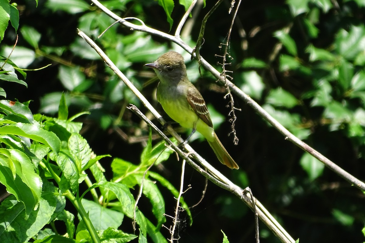 Great Crested Flycatcher - ML619646558