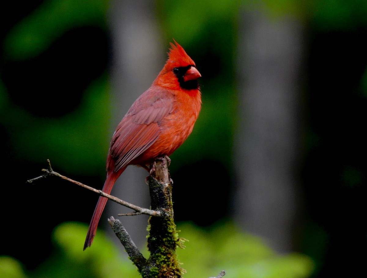 Northern Cardinal - Bart Valentine