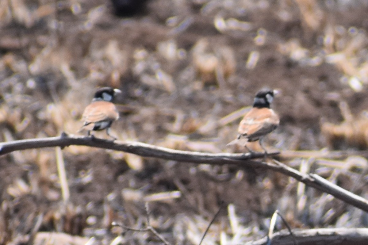 Chestnut-backed Sparrow-Lark - Nathan O'Reilly