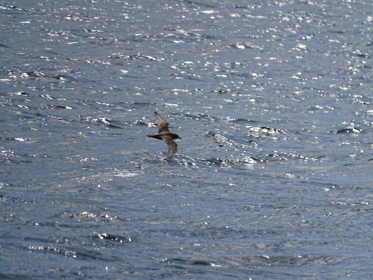 Sooty Shearwater - José Ignacio Catalán Ruiz